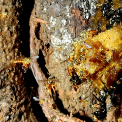 Tetragonisca angustula