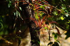 Tillandsia capitata