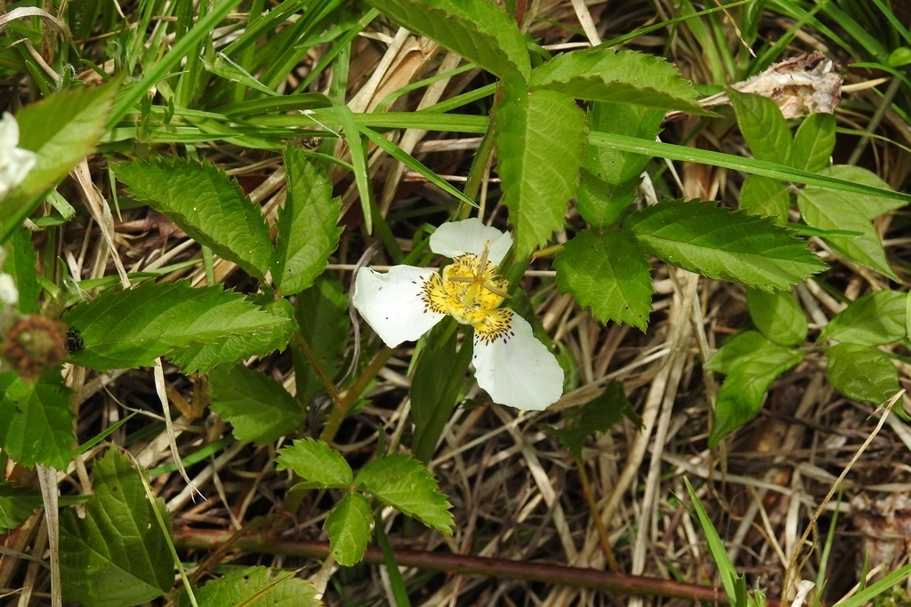 Tigridia chiapensis