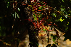 Tillandsia capitata