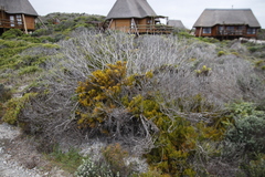 Hagnothesium