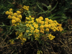 Achillea micrantha