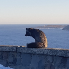 Vulpes vulpes deletrix