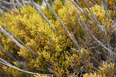 Hagnothesium