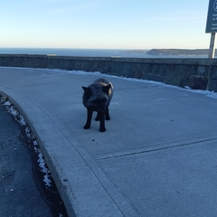 Vulpes vulpes deletrix