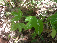 Passiflora tricuspis