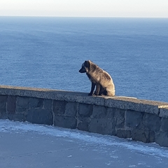 Vulpes vulpes deletrix