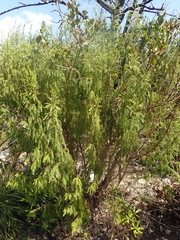 Passerina falcifolia