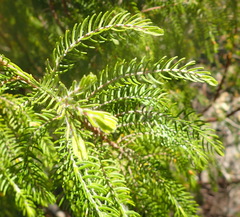 Passerina falcifolia