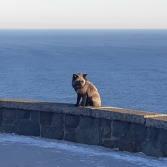 Vulpes vulpes deletrix