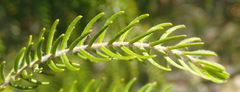 Passerina falcifolia