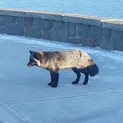 Vulpes vulpes deletrix