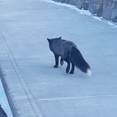 Vulpes vulpes deletrix