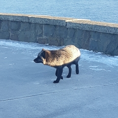 Vulpes vulpes deletrix