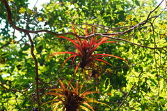 Tillandsia capitata