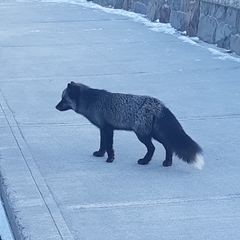 Vulpes vulpes deletrix