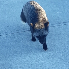 Vulpes vulpes deletrix