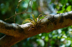 Tillandsia capitata