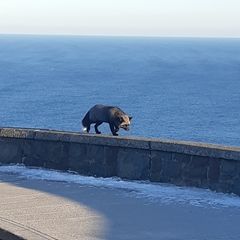 Vulpes vulpes deletrix