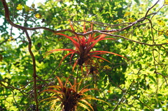 Tillandsia capitata