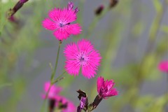Dianthus gratianopolitanus