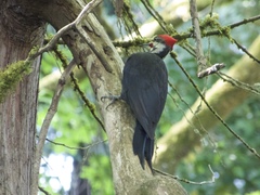 Dryocopus pileatus