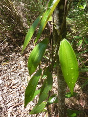 Passiflora viridescens
