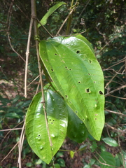 Passiflora viridescens
