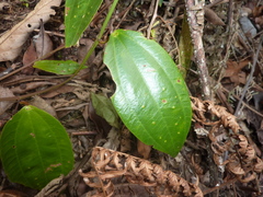 Passiflora viridescens