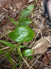 Passiflora viridescens
