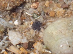 Amphipholis squamata