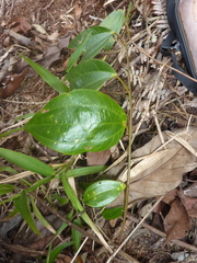 Passiflora viridescens