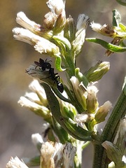 Pseudomyrmex lynceus