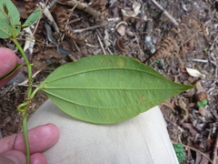 Passiflora viridescens