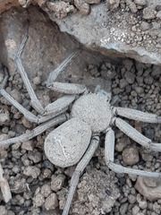 Sicarius thomisoides