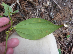 Passiflora viridescens