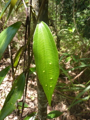 Passiflora viridescens