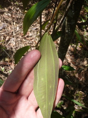 Passiflora viridescens