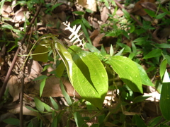 Passiflora viridescens