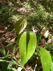 Passiflora viridescens