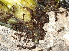 Solenopsis gayi