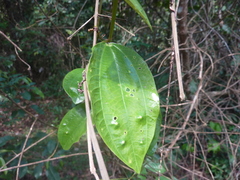 Passiflora viridescens