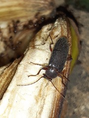 Hypselops oblonga