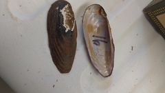 Elliptio fisheriana
