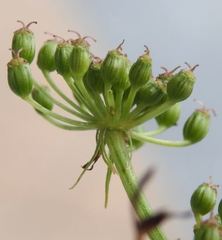 Cnidium silaifolium