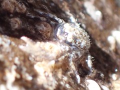 Petrocheles australiensis