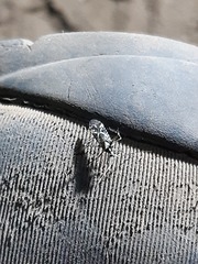 Phytocoris curicoensis