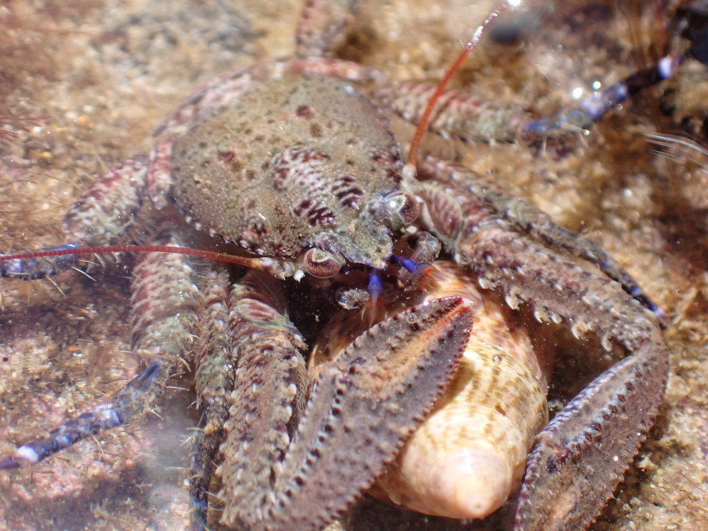 Petrocheles australiensis