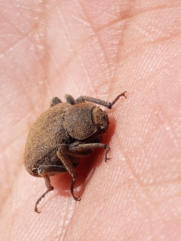 Entomochilus pilosus