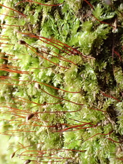 Rhynchostegium murale